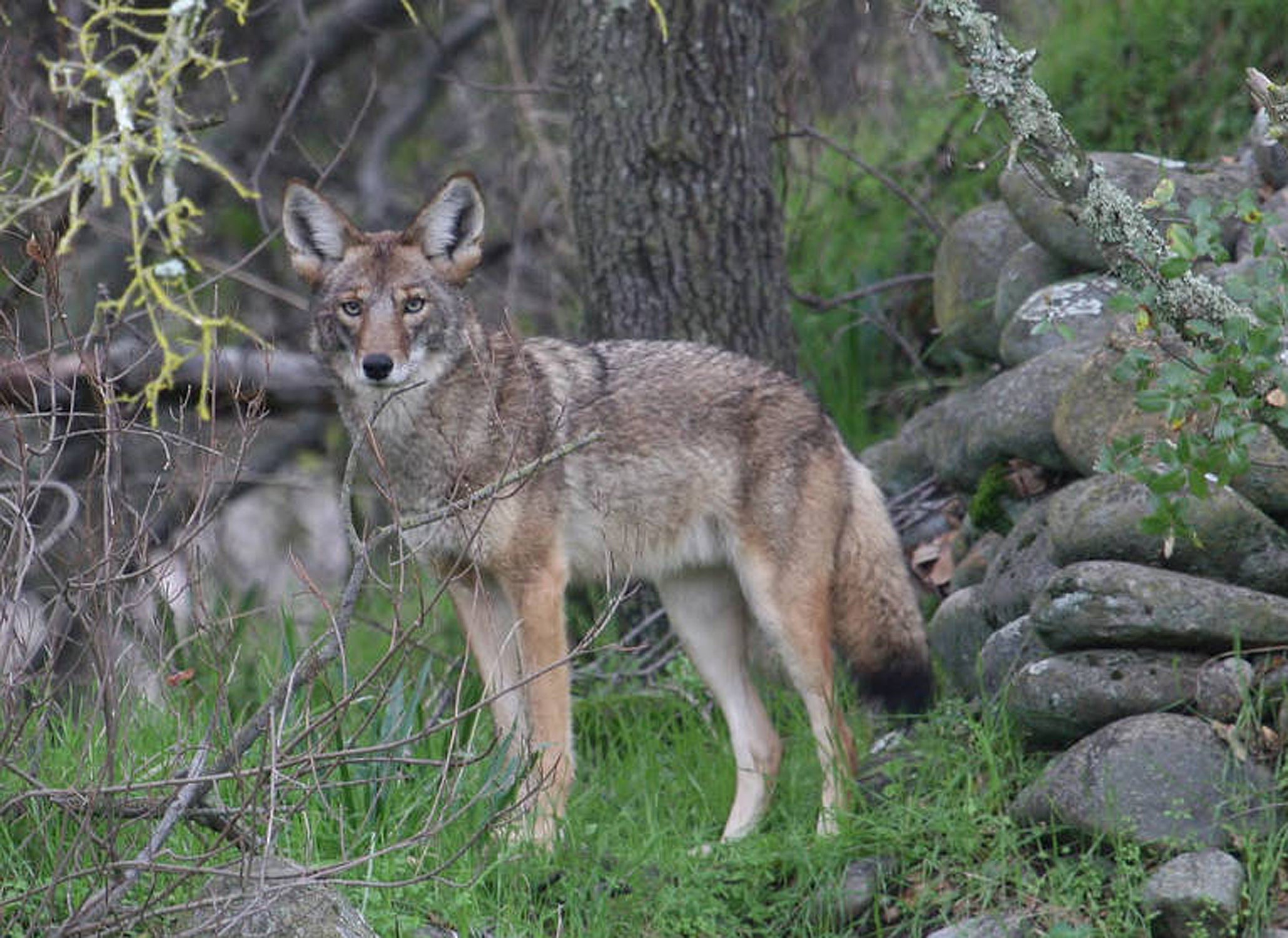 New License Allows Hunting of Feral Swine, Coyotes at Night | Outdoor